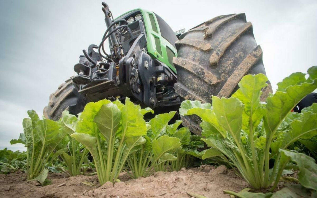 16093391651579267504sugar beet 2499863 1920 16093391651579267504sugar beet 2499863 1920